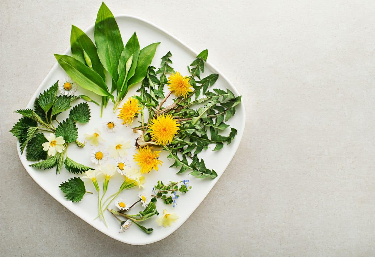A variety of edible plants resting on a white ceramic plate.