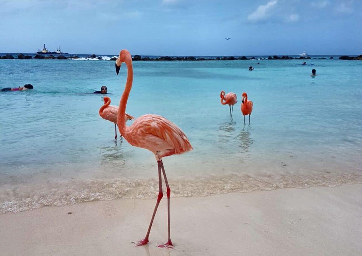 Flamingoes in the sea.