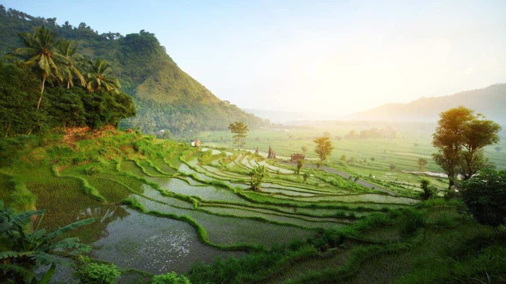 A super green landscape in Indonesia.