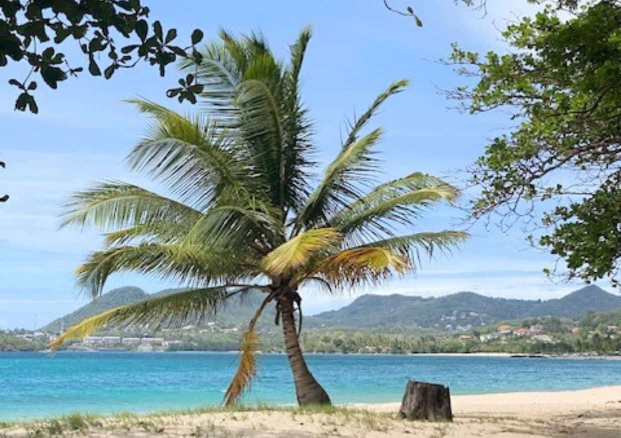 Palm tree on St Lucia beach.