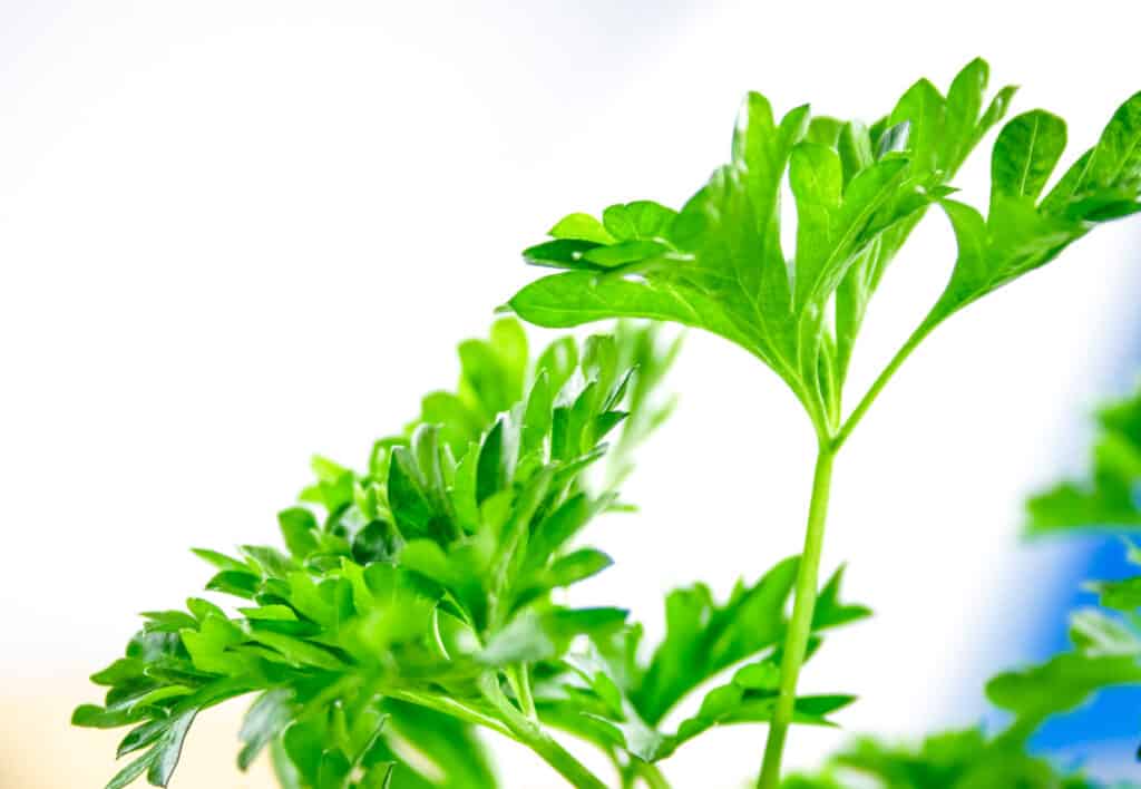 Parsley perfection How to prep, cook and store fresh parsley