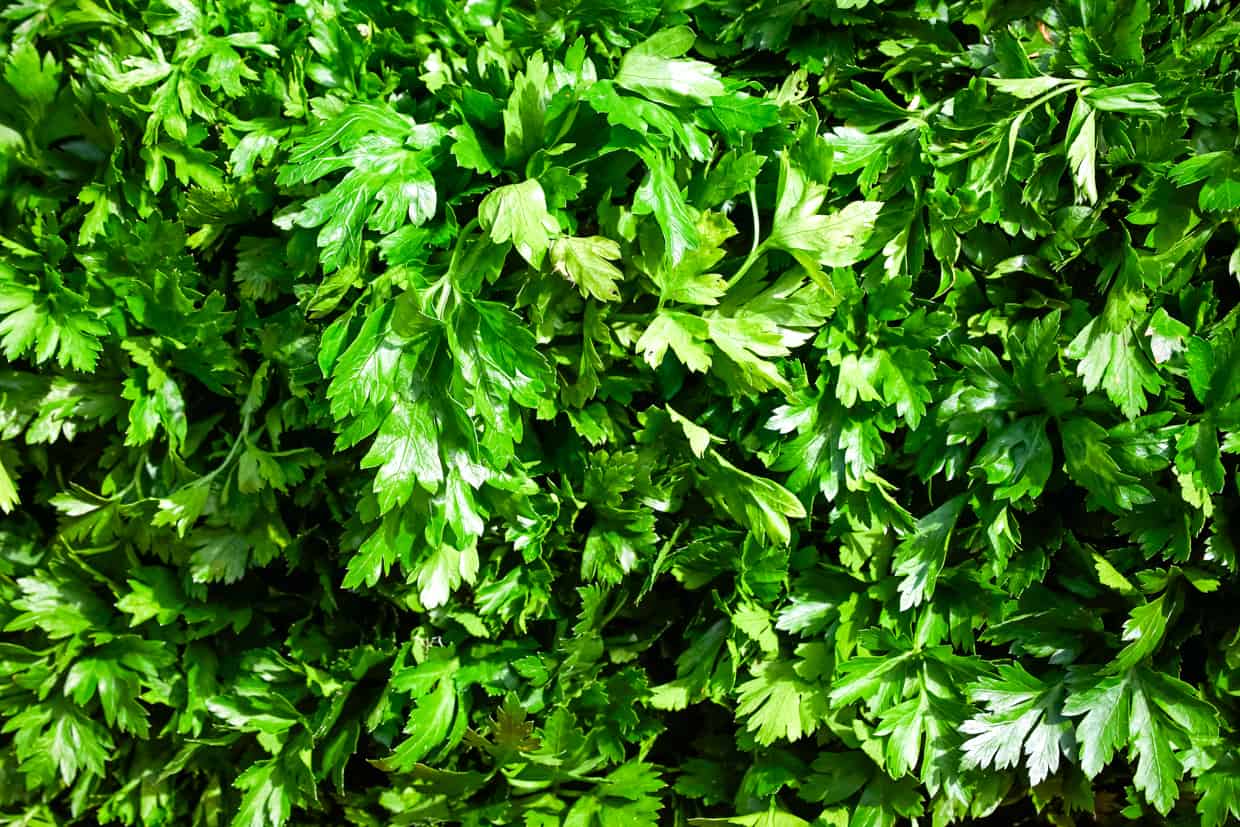 Closeup shot of fresh parsley bunch.