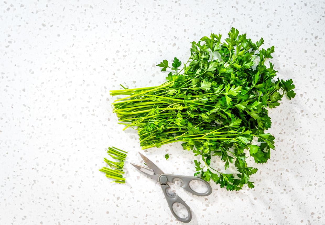 Cutting stems of fresh parsley with kitchen scissors.