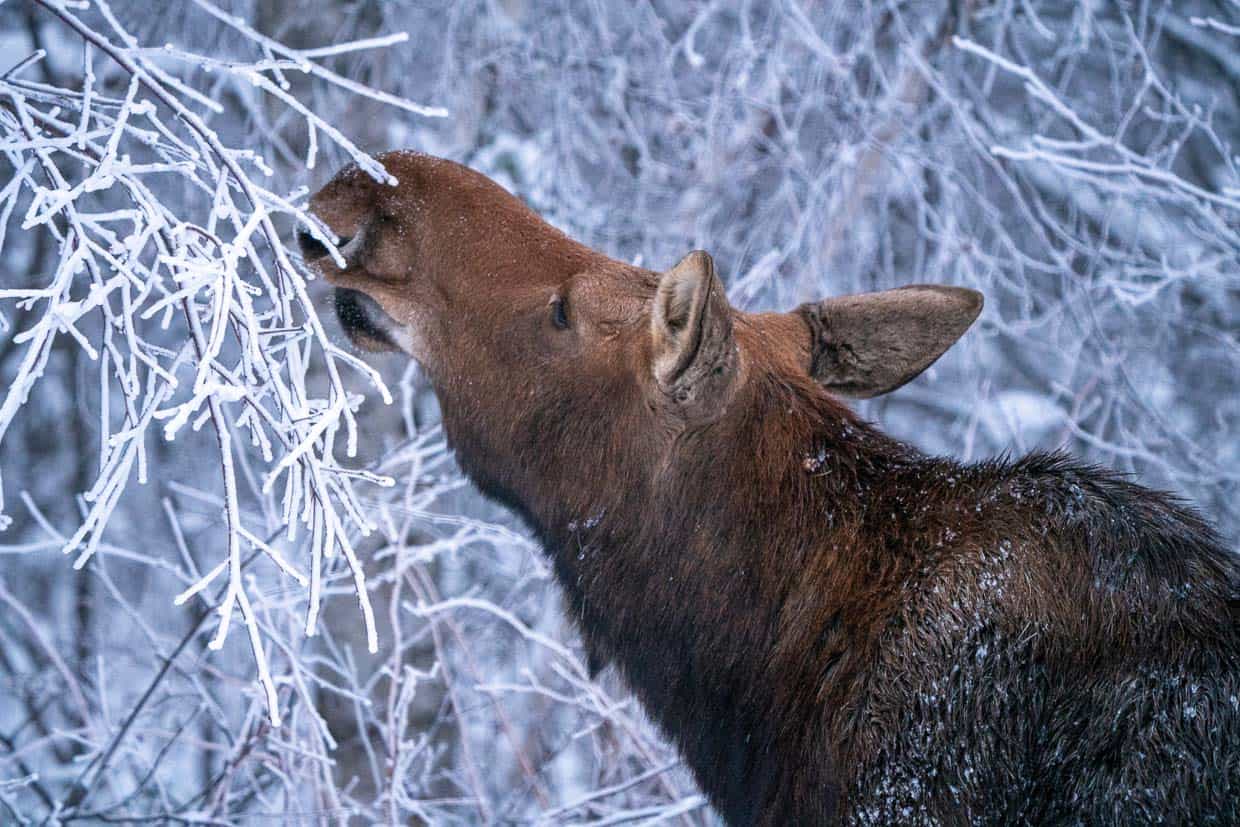 Moose nibbling frosty trees.