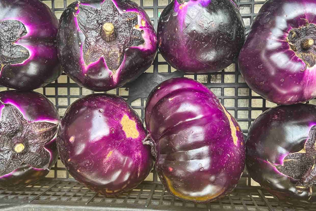 Round aubergines eggplants.
