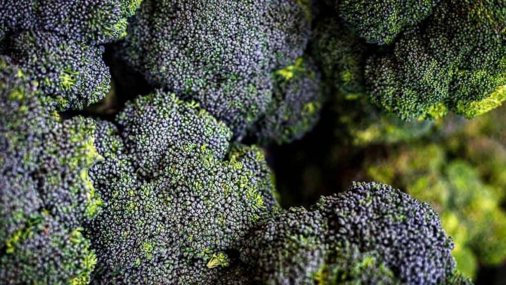 Close-up view of several heads of fresh broccoli, one of the most popular low carb vegetables, with visible green florets and textured surfaces.