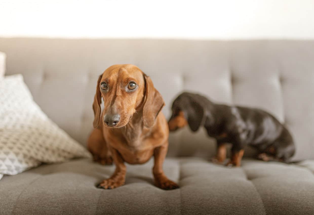Two dachshunds standing on a couch.