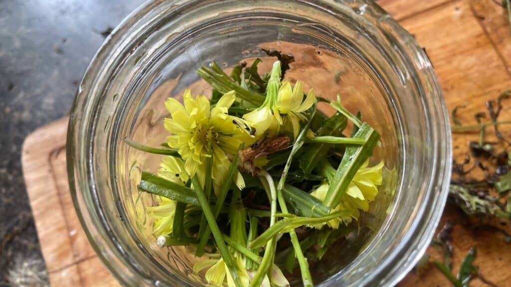 Dandelion tincture in mason jar.