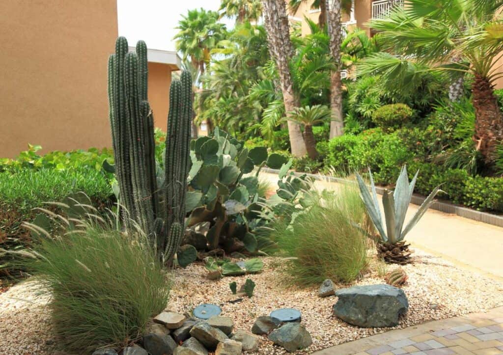 Desert plants in a landscaped area.
