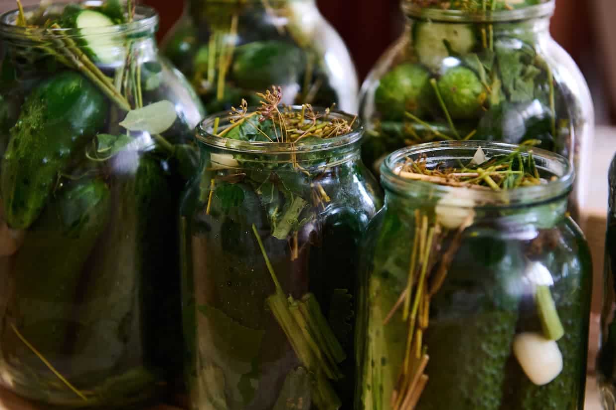 Glass jars filled with fermented pickles that would work great as school snacks for kids. 