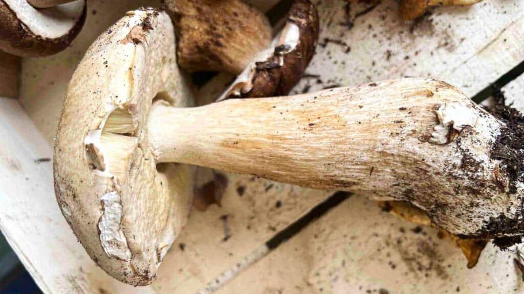 A close-up of a large, freshly harvested mushroom—one of the popular low carb vegetables—with a thick stem and white cap, lying on a wooden surface with some soil attached.