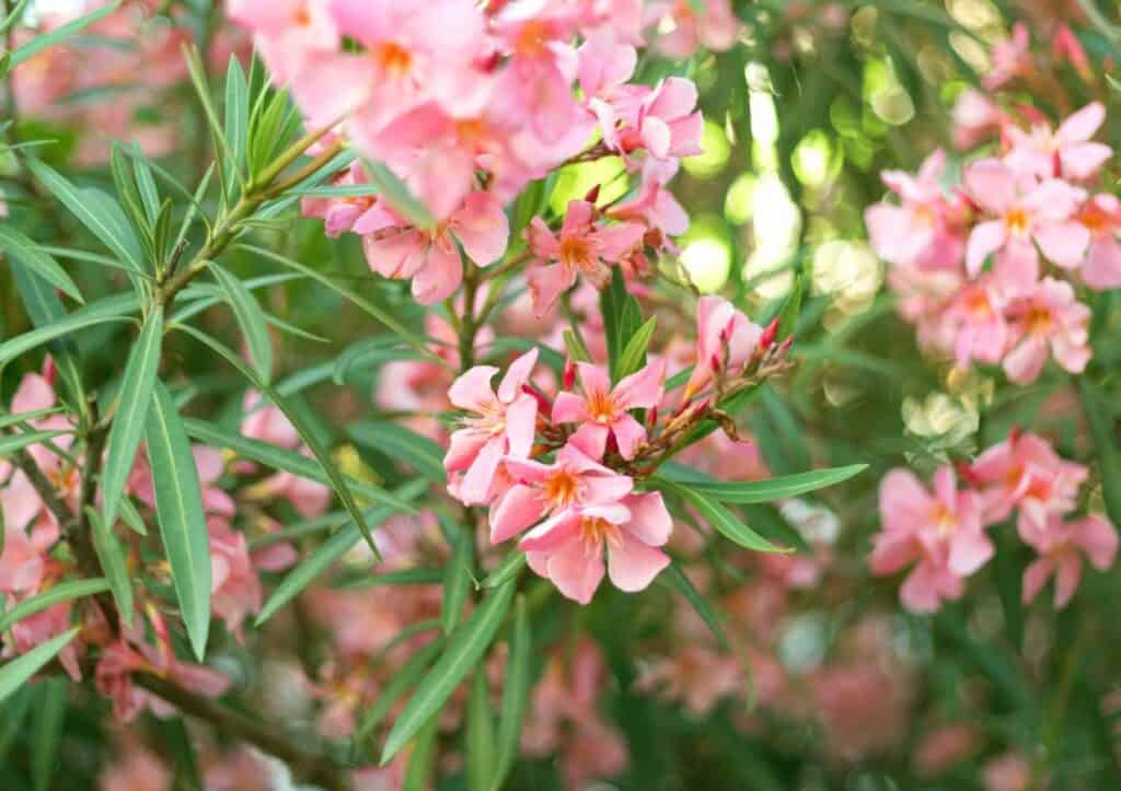 Pink oleander blossoms.
