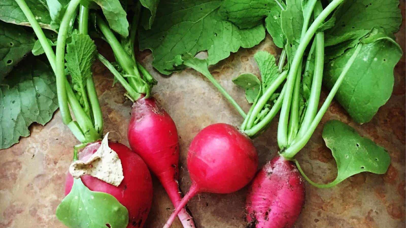 Homegrown radishes grown with natural fertilizer.