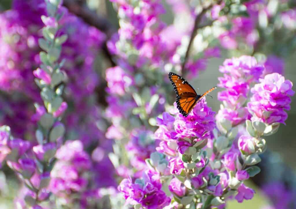 Butterfly on blossoming sage.