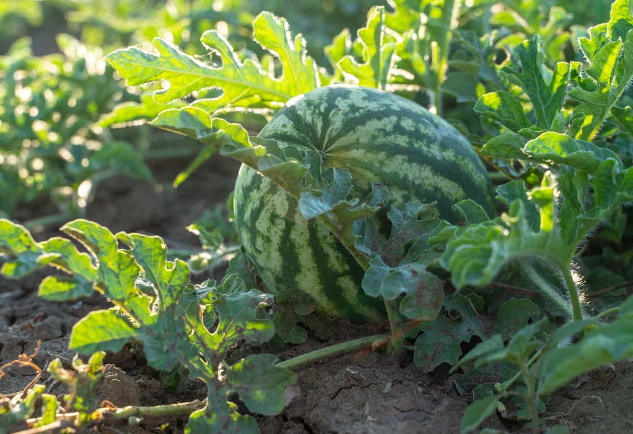 Image shows a Watermelon in a field.