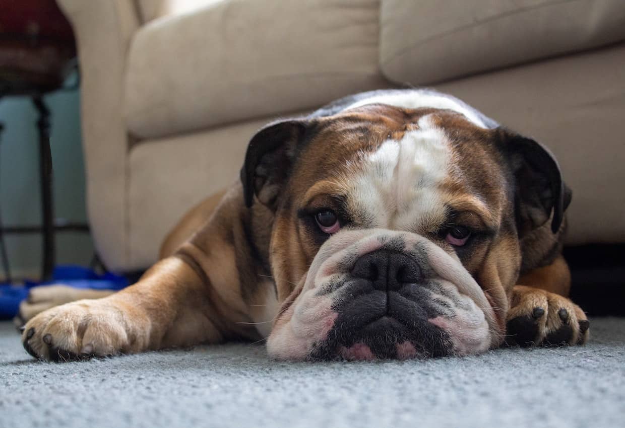 Bulldog laying on the carpet.