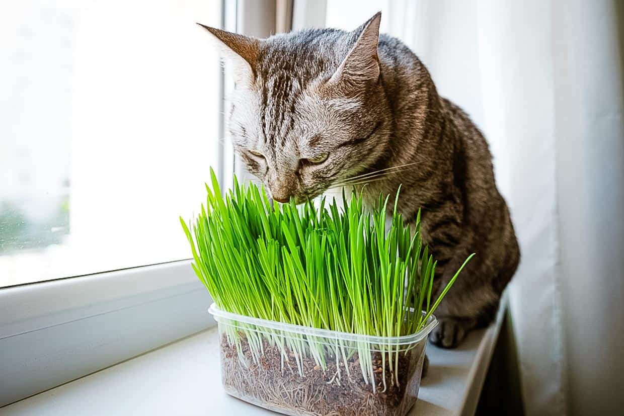 Cat eating cat grass by a window.