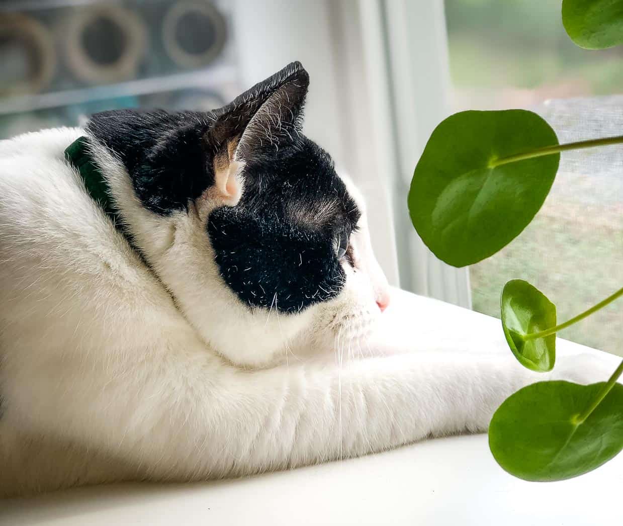 Cat by a plant.