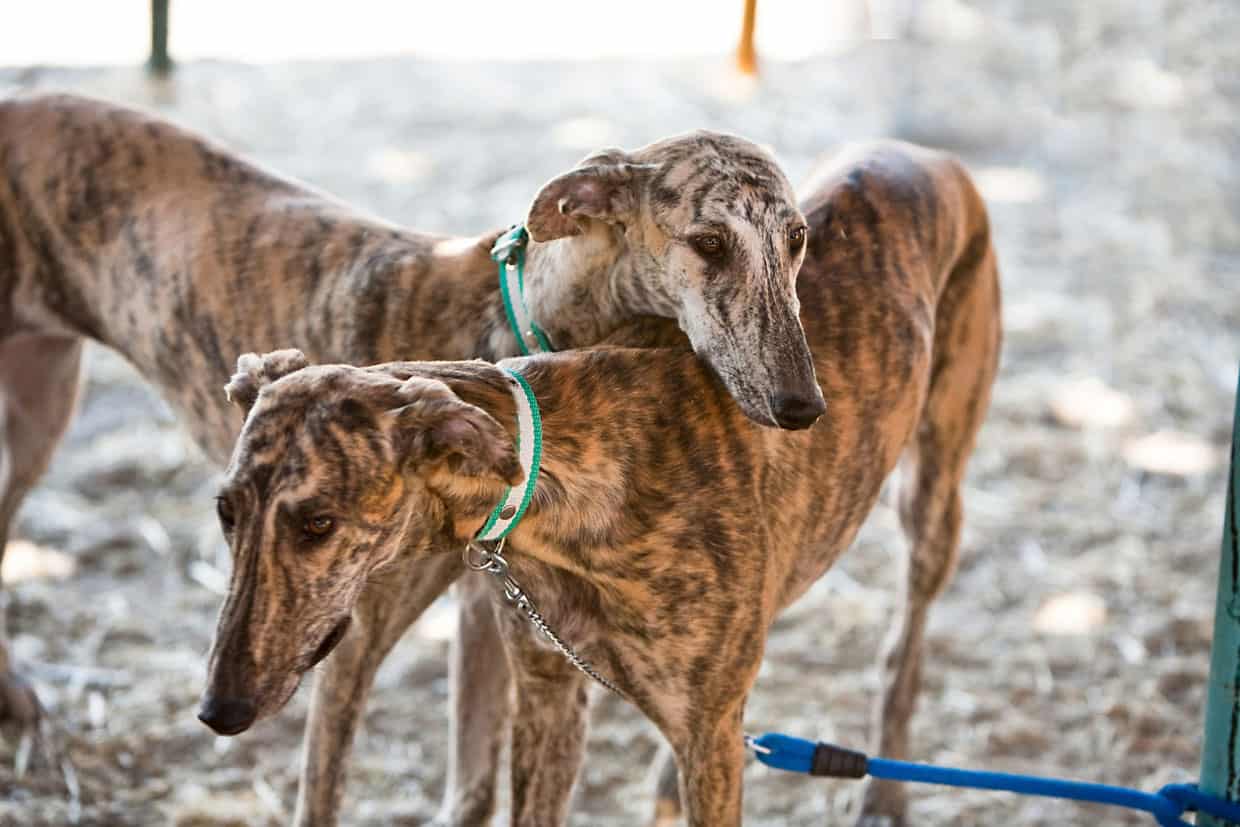 Two brindle greyhounds with collars and leashes standing outside.