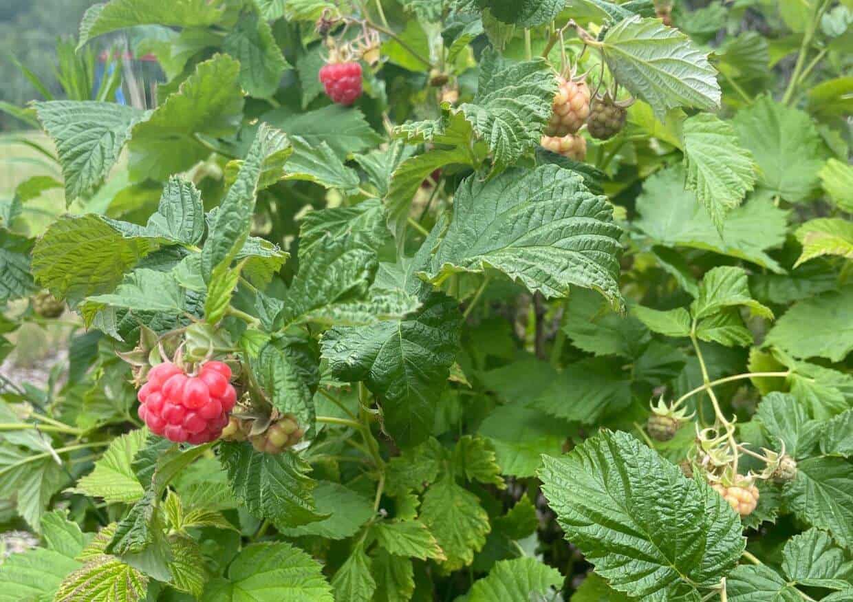 Raspberry bush with some red berries.