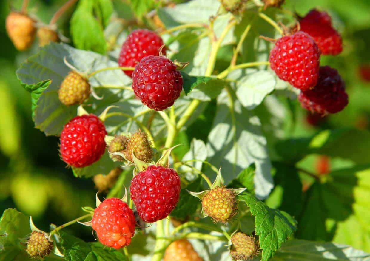 A bush with sweet raspberry fruits.