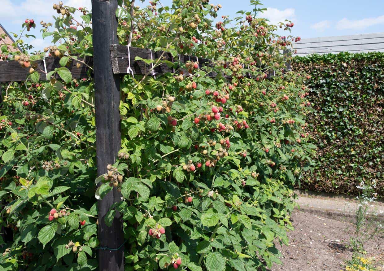 Raspberry bush in home garden.
