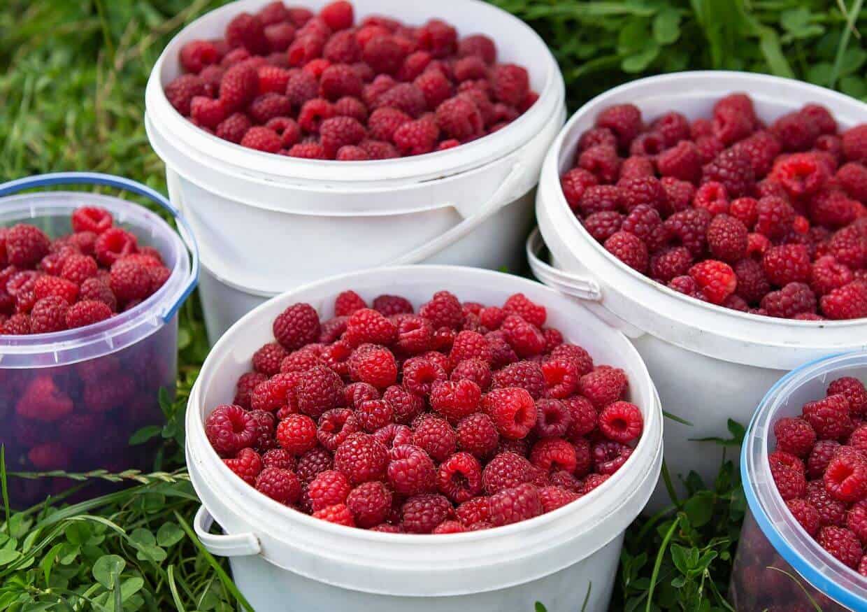 Buckets of fresh raspberries on the grass.