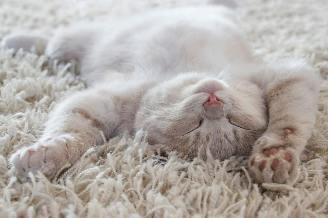 A picture of a kitten stretching upside down on a shag rug.
