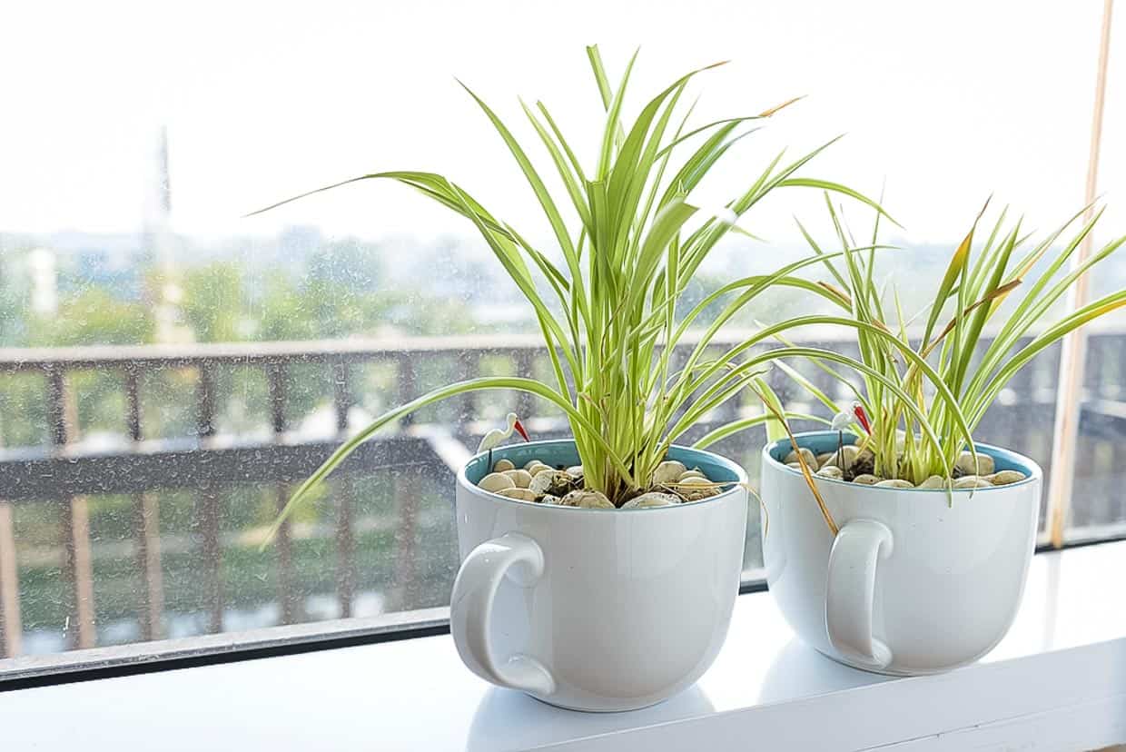 Spider plants in the window.