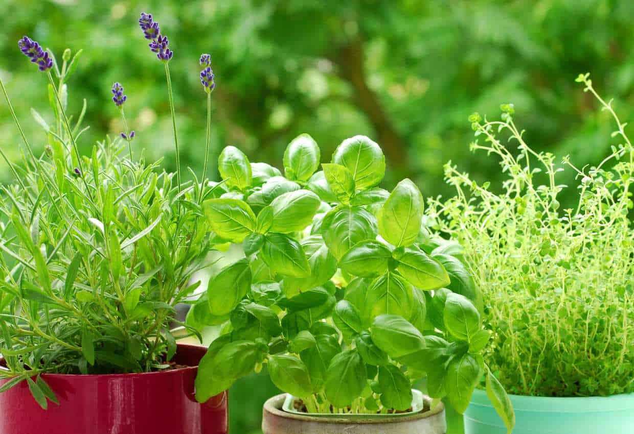 A potted herb garden.