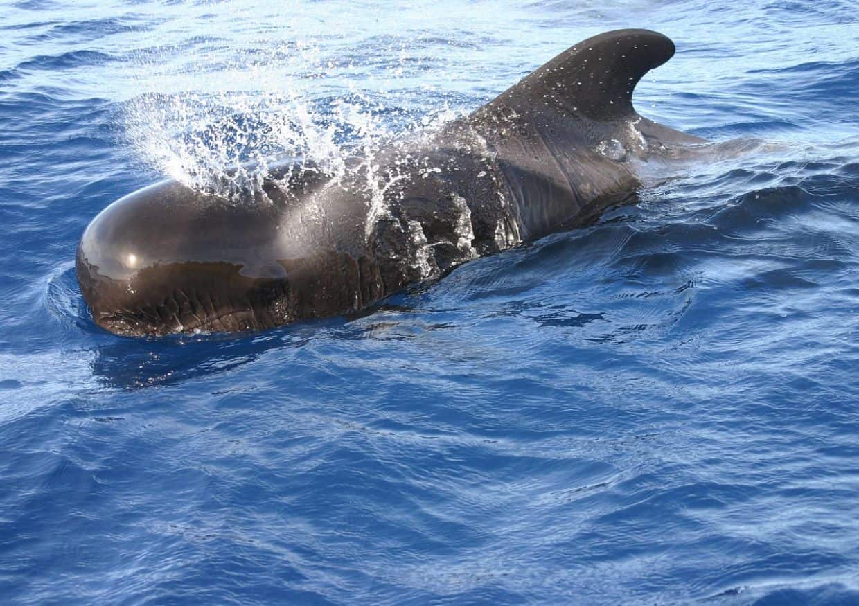 Small whale in sea.