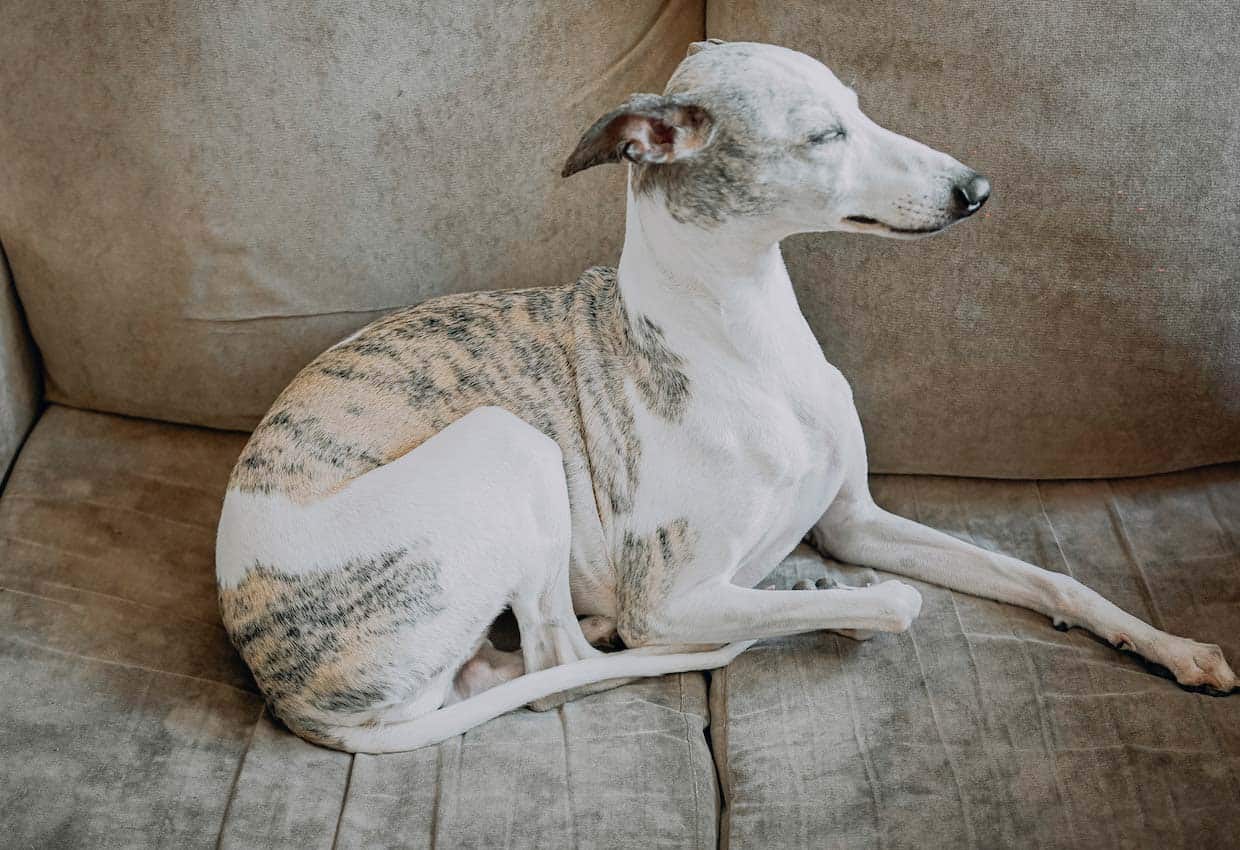 Whippet laying on a couch.