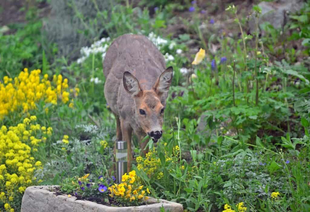 A deer eats a flower in a garden.