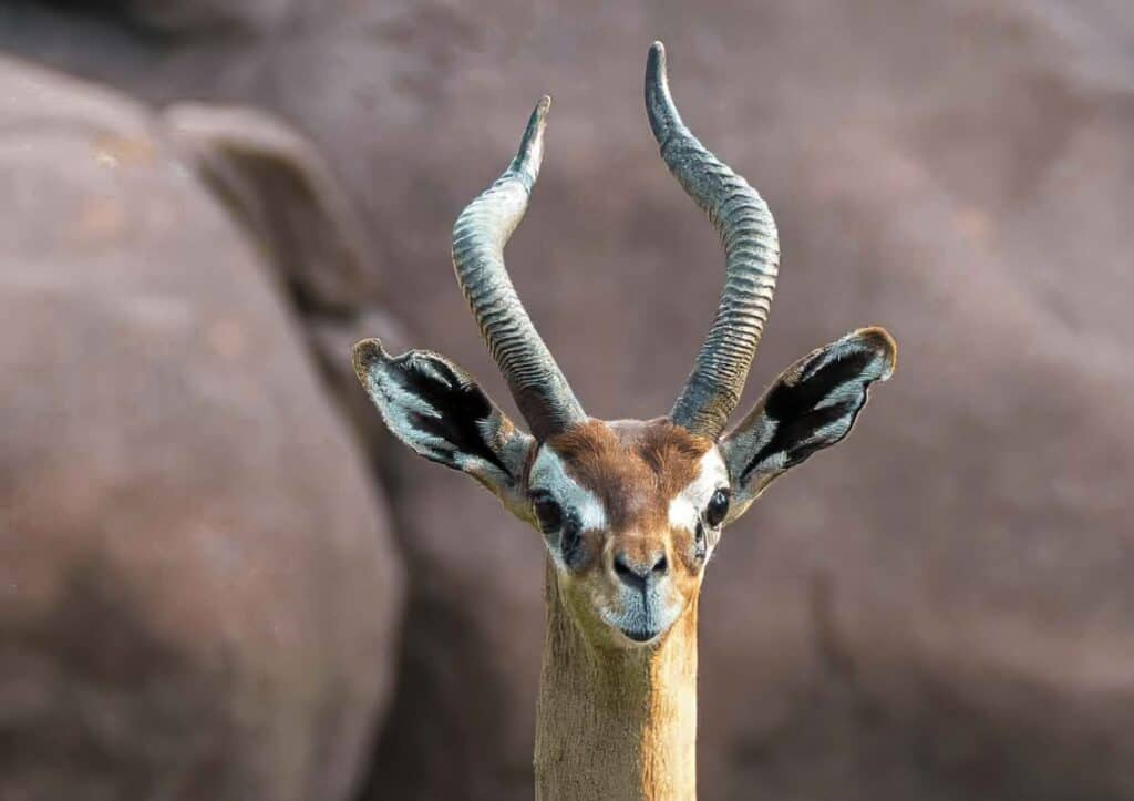 A close up of a gazelle at the St. Louis Zoo.