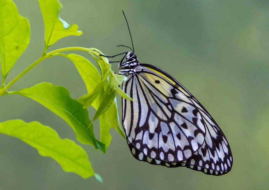 A butterfly is sitting on a leaf at the St. Louis Zoo.