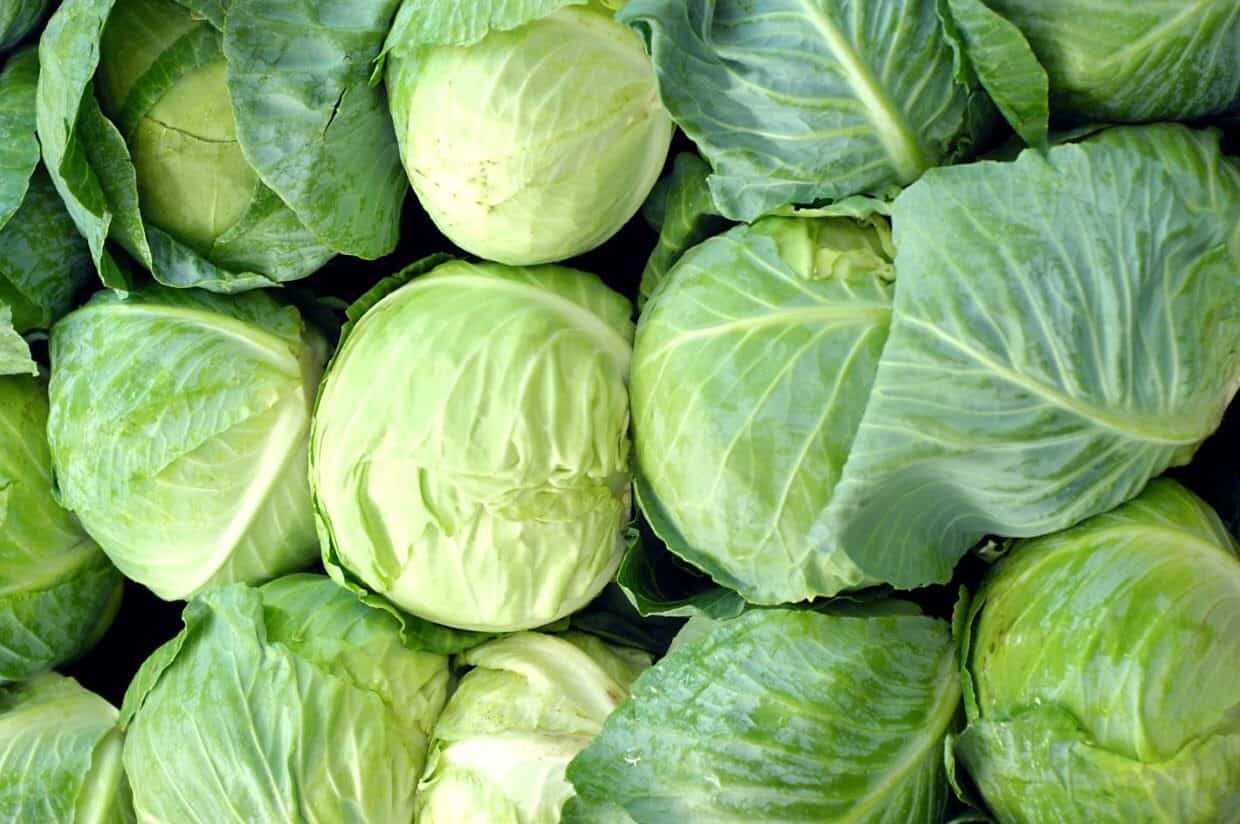 Many green cabbages are piled up in a pile.