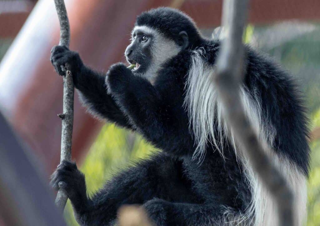 A black and white monkey at the St. Louis Zoo sitting on a branch.