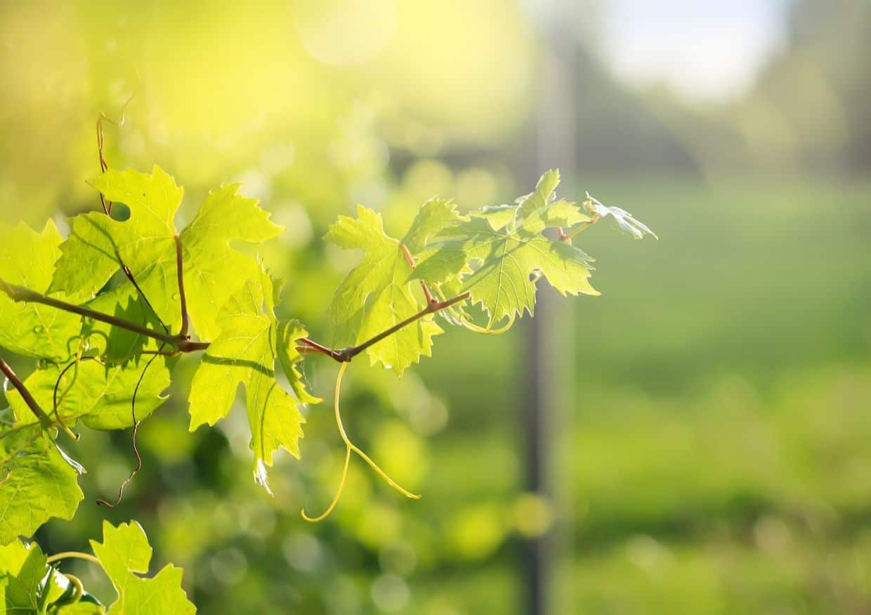 A close up of green grape leaves in a vineyard.