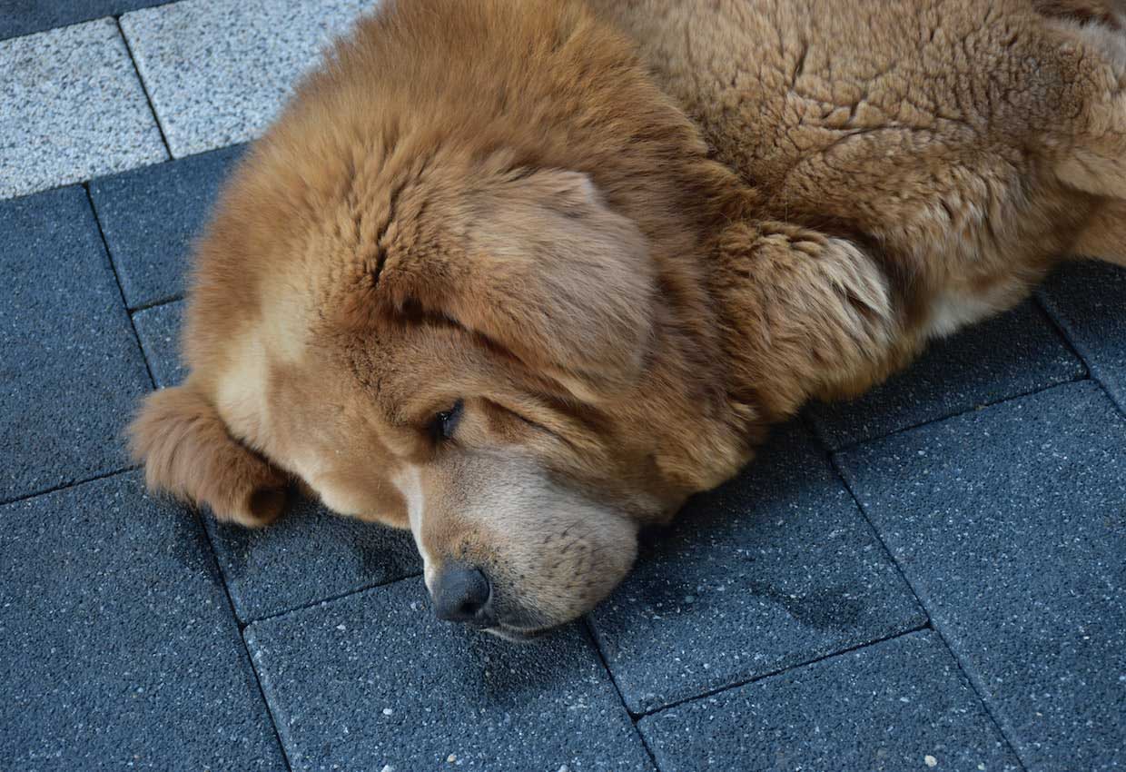 Newfoundland dog laying on pavers.