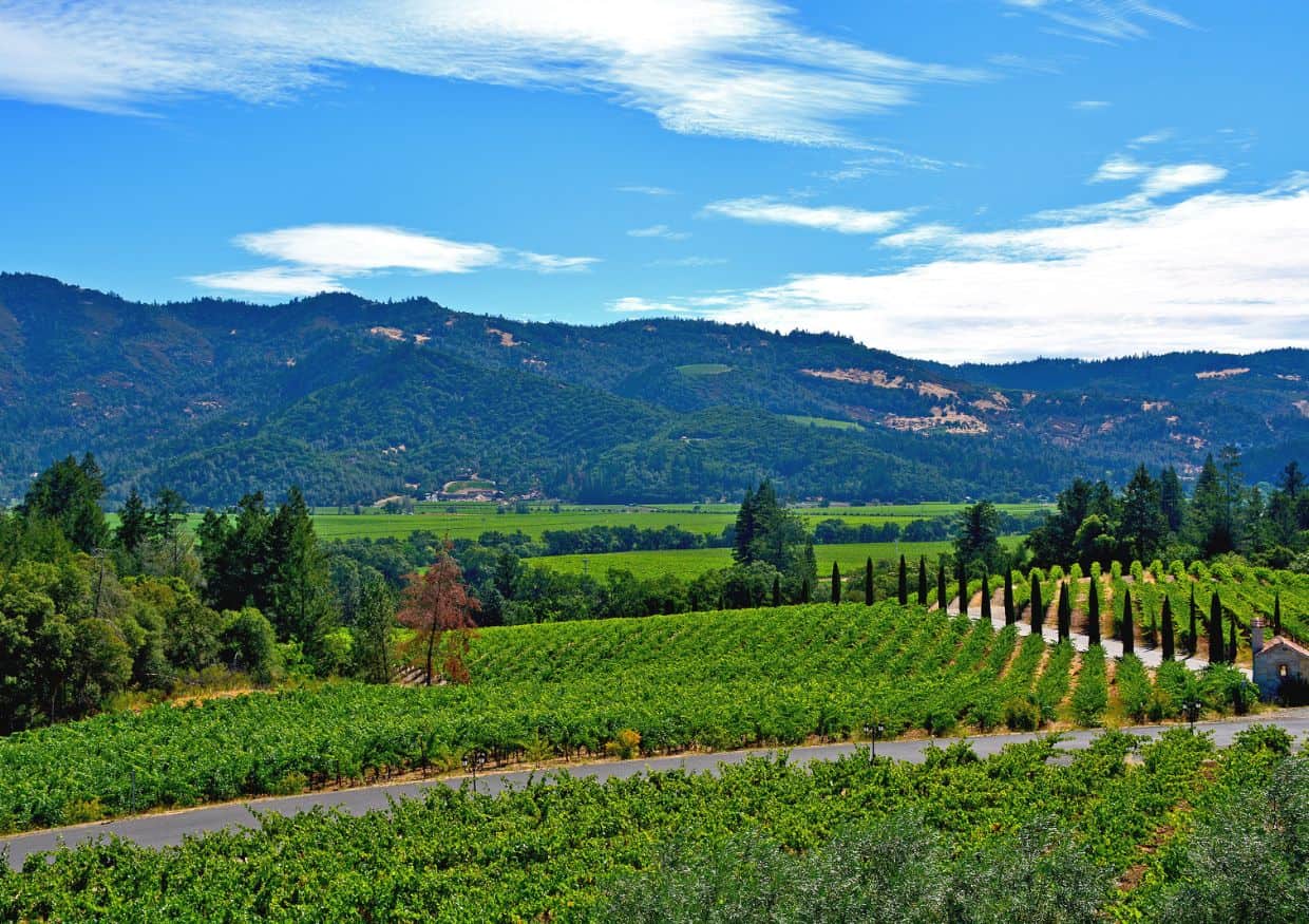A vineyard in california with mountains in the background.