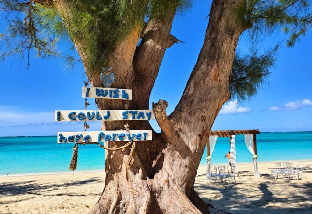Image shows the Tree with the famous Beaches sign on it.