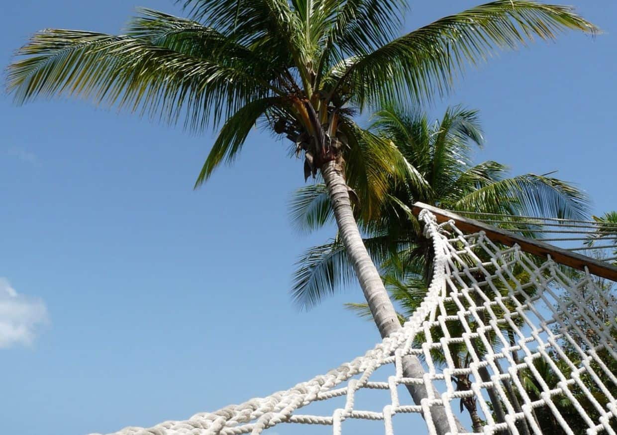 A hammock with a palm tree in the background.