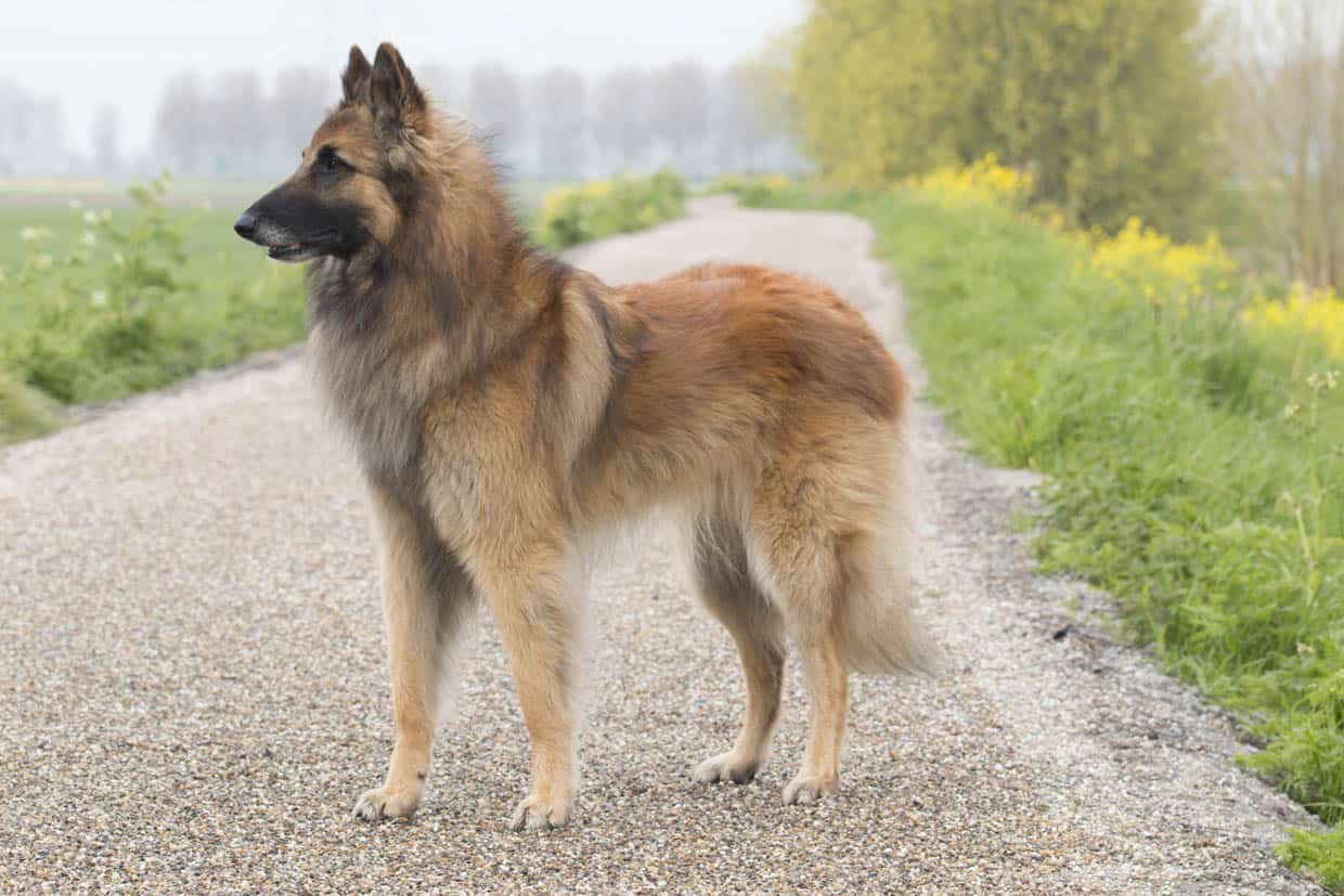 A long-haired Belgian Malinois standing on a gravel road.