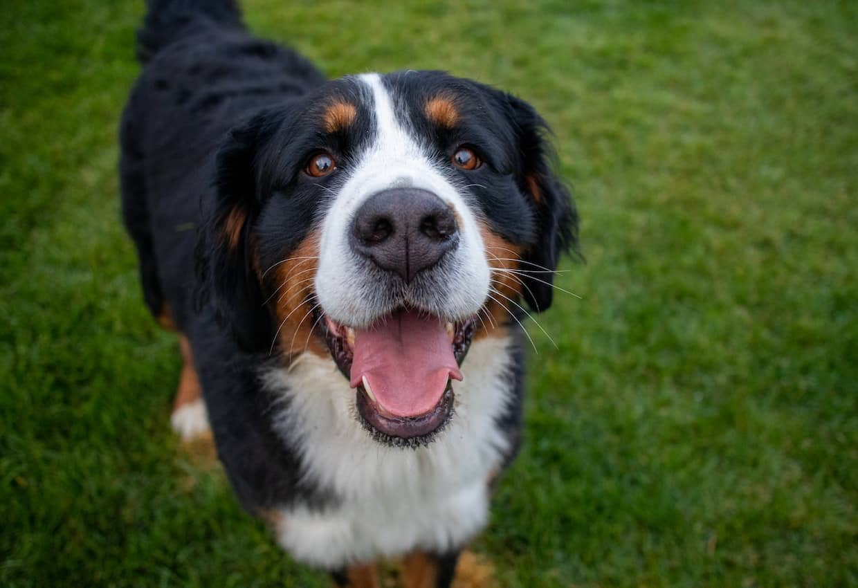 A bernese mountain dog is standing in the grass.