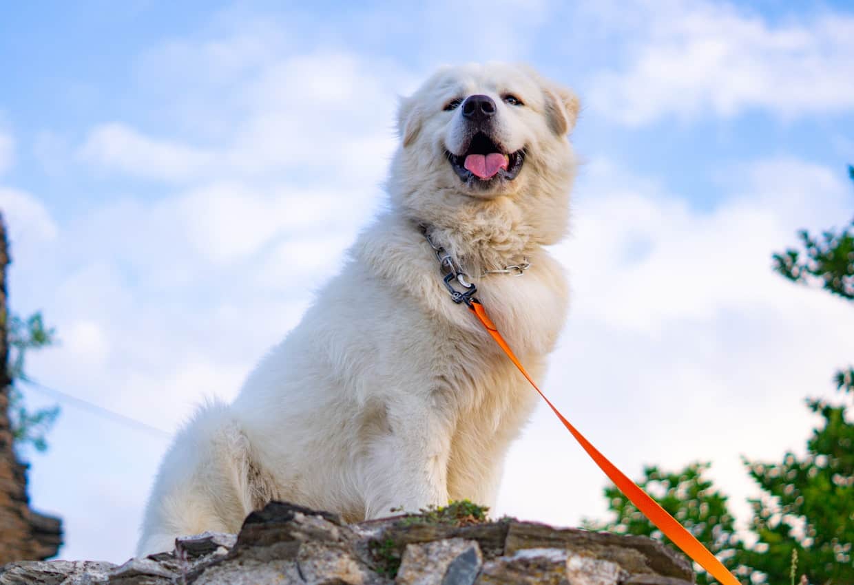 A Great Pyrenees dog sitting on top of a rock with an orange leash.