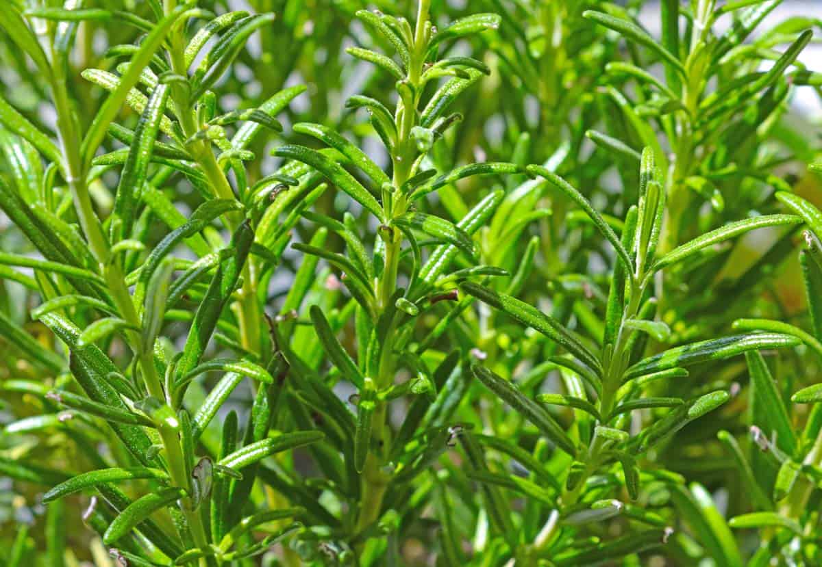 A close up of a rosemary plant.