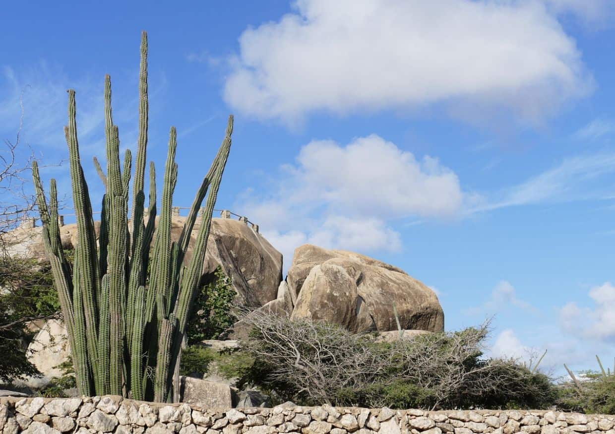 A cactus in front of a stone wall.