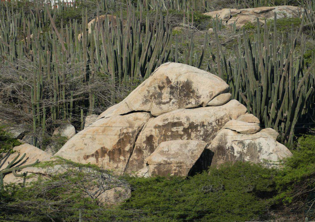 Rocks and cactus on the side of the road.