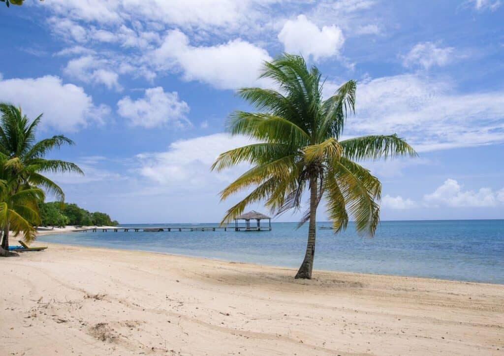 A sandy beach with palm trees and a pier.
