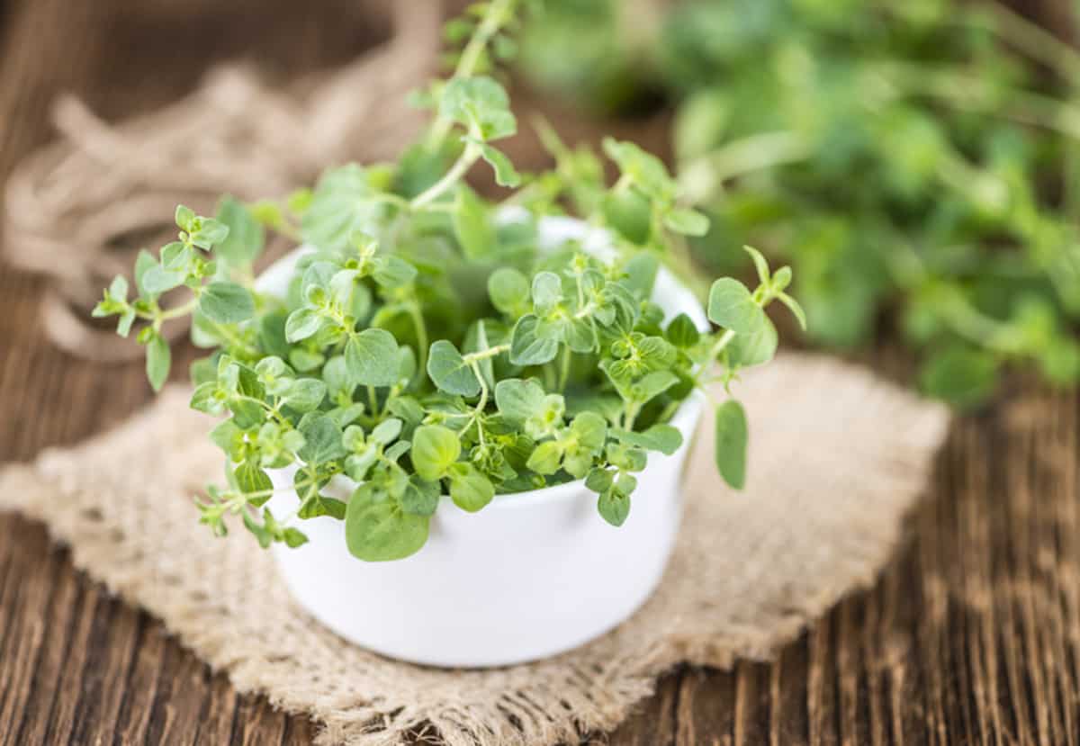 Oregano in a white bowl on a wooden table.